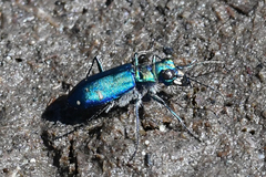 Cicindela depressula