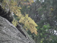 Davallia mariesii