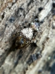 Pteroxanium kelloggi