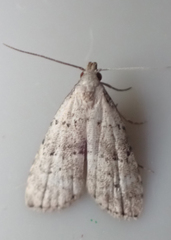 Hypenodes fractilinea