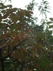 Rhus chinensis