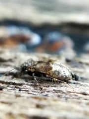 Pteroxanium kelloggi