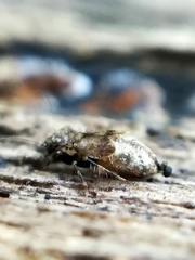 Pteroxanium kelloggi