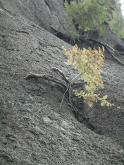 Davallia mariesii