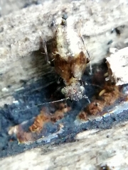 Pteroxanium kelloggi