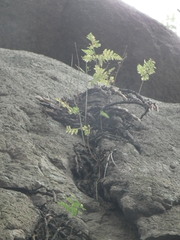 Davallia mariesii