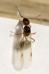 Aphaenogaster subterranea
