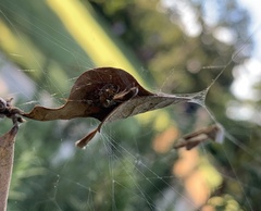 Neoscona arabesca