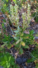 Leucothoe davisiae