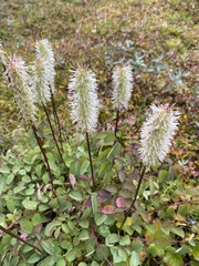 Sanguisorba
