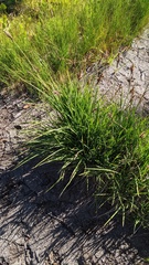 Carex scopulorum
