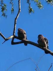 Patagioenas maculosa