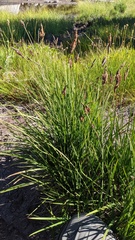 Carex scopulorum