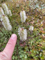 Sanguisorba