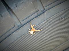 Thomisidae
