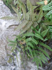 Pteris