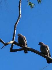 Patagioenas maculosa