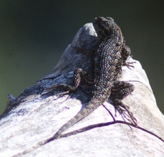 Sceloporus occidentalis occidentalis