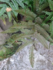 Pteris