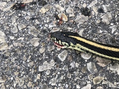 Thamnophis radix