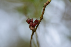 Pittosporum illicioides