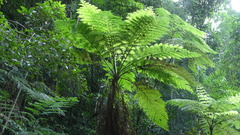 Cyatheales