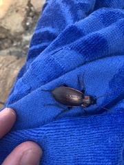 Carabus morbillosus alternans