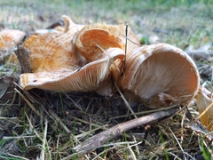 Lactarius psammicola