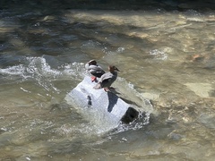 Mergus merganser