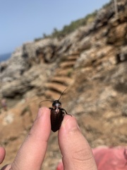 Carabus morbillosus alternans