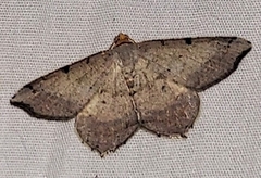 Macaria bicolorata