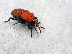 Rhynchophorus ferrugineus