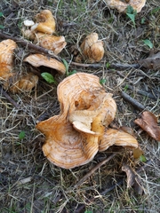 Lactarius psammicola