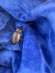 Carabus morbillosus alternans