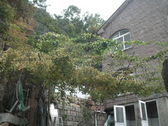Leiocarpae