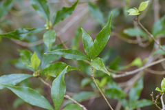 Pittosporum illicioides