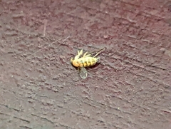 Phoridae