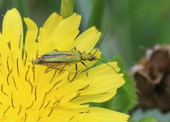 Oedemera nobilis