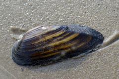Unio pictorum