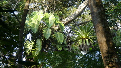 Philodendron
