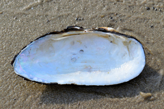 Unio pictorum