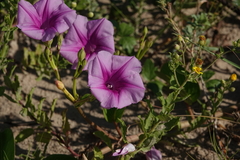 Ipomoea pes-caprae