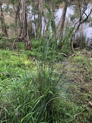 Poa labillardierei