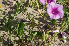 Ipomoea pes-caprae