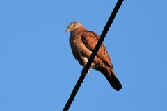 Columbina talpacoti rufipennis