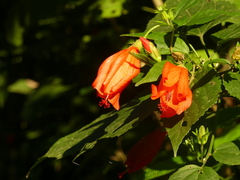Malvaceae