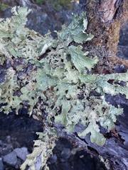 Lobaria