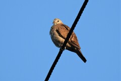 Columbina talpacoti rufipennis