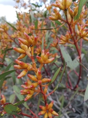 Eucalyptus uncinata