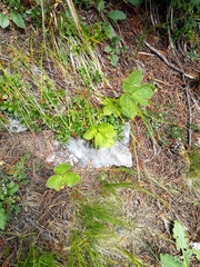 Peucedanum ostruthium